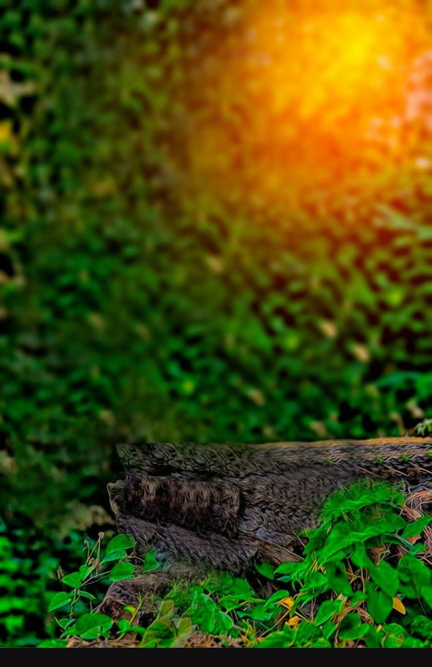 Sunlit Forest Floor With Mossy Log And Green Foliage HD phone wallpaper