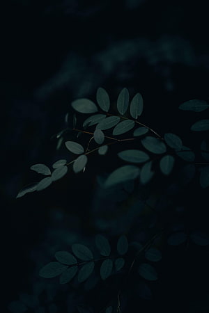 Dark moody close-up of green leaves on a branch against a deep black background HD phone wallpaper