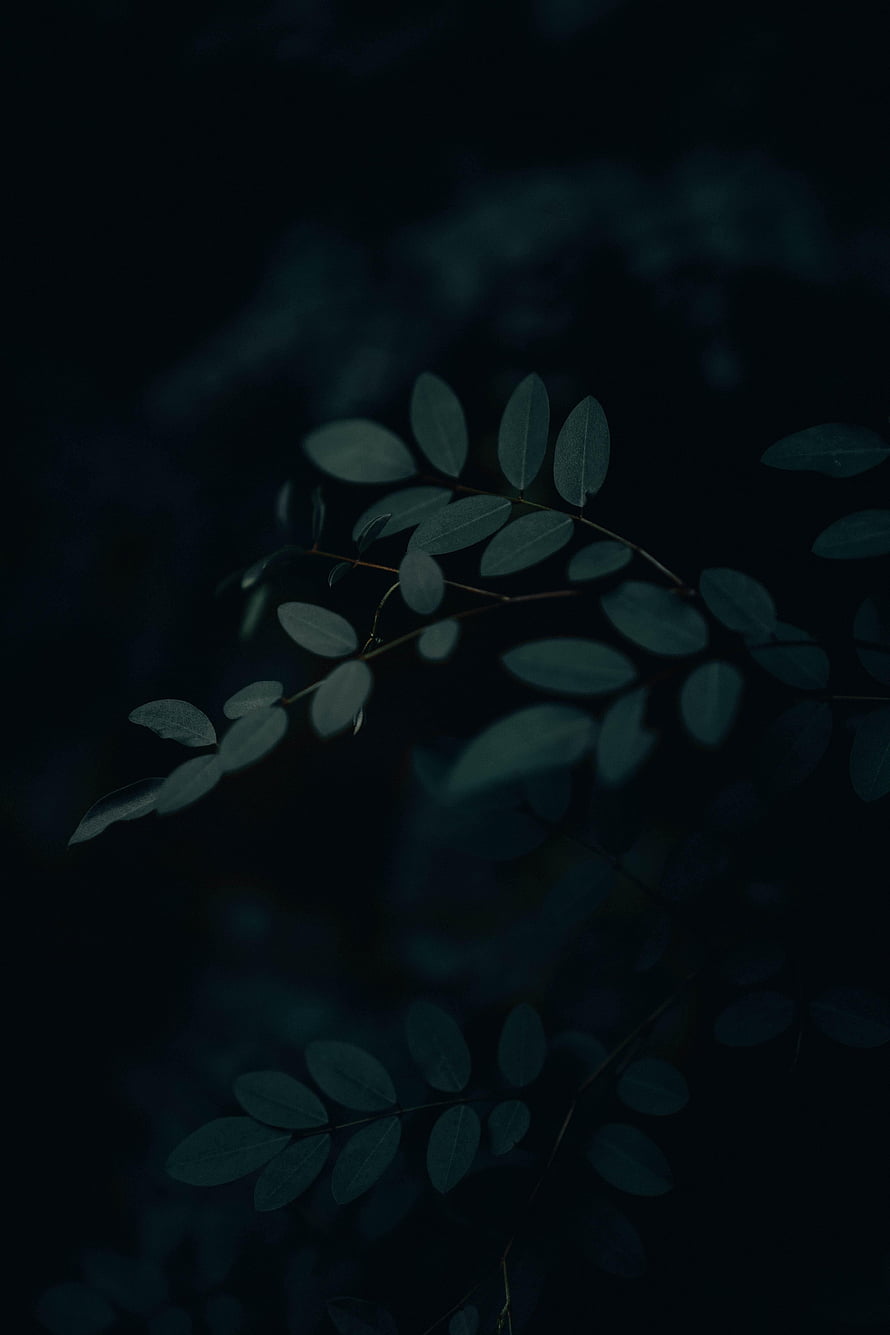 Dark moody close-up of green leaves on a branch against a deep black background HD phone wallpaper