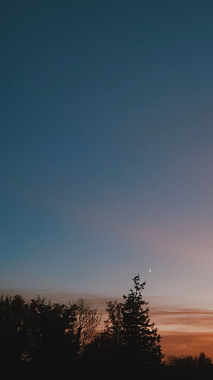 Crescent Moon Over Silhouetted Trees at Sunset HD phone wallpaper