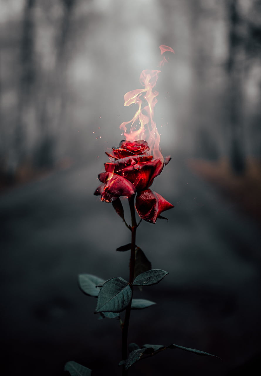 Mystical Red Rose Burning with Ethereal Flames in a Dark Foggy Forest HD phone wallpaper