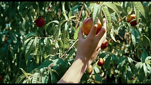 Call Me By Your Name Aesthetic: Hand Picking Ripe Peach in Sunlit Orchard HD wallpaper