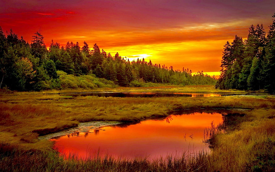 Vibrant sunset over a forested wetland with a reflective pond and golden grasses HD wallpaper