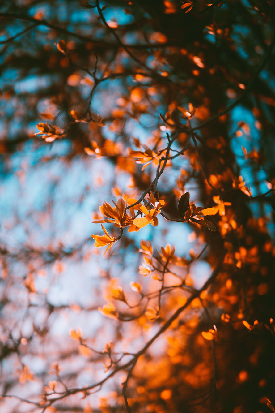 Golden Backlit Magnolia Blossoms on Branches Against Blue Sky HD phone wallpaper