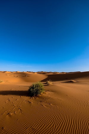Golden Sahara Desert Dunes Under A Deep Blue Sky With Sparse Desert Vegetation HD phone wallpaper