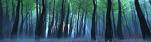 Mystical Green Forest With Tall Trees And Misty Atmosphere HD wallpaper