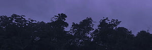Moody Twilight Forest Silhouette Against a Deep Purple Sky HD wallpaper