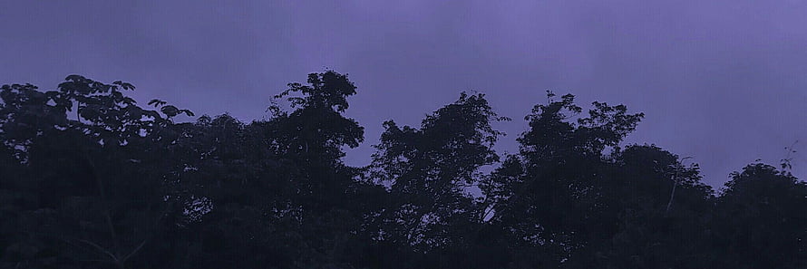 Moody Twilight Forest Silhouette Against a Deep Purple Sky HD wallpaper