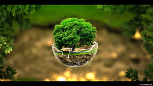 Green Tree Growing Inside Broken Glass Sphere Nature Concept HD wallpaper