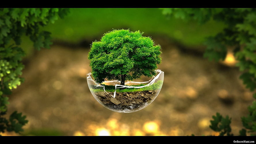 Green Tree Growing Inside Broken Glass Sphere Nature Concept HD wallpaper