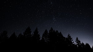 Starry Night Sky Over Silhouetted Pine Forest HD wallpaper