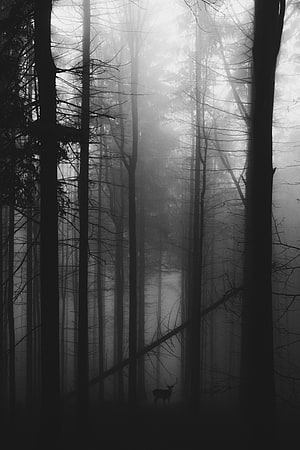 Misty Black and White Forest with a Silhouetted Deer Standing in the Fog HD phone wallpaper