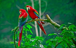 Two Scarlet Macaws Perched on a Mossy Branch in a Lush Green Forest HD wallpaper