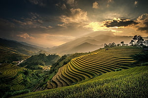 Golden Sunset Over Terraced Rice Fields in the Indonesian Highlands HD wallpaper