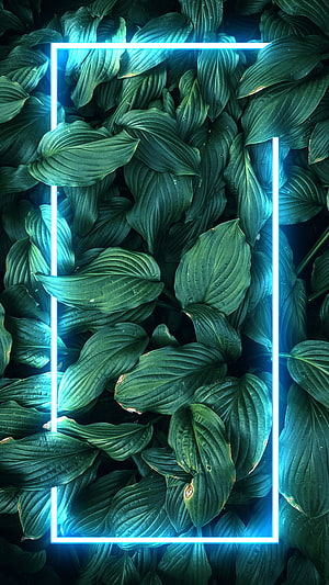 Electric Blue Neon Frame Over Lush Green Hosta Leaves with Water Droplets HD phone wallpaper