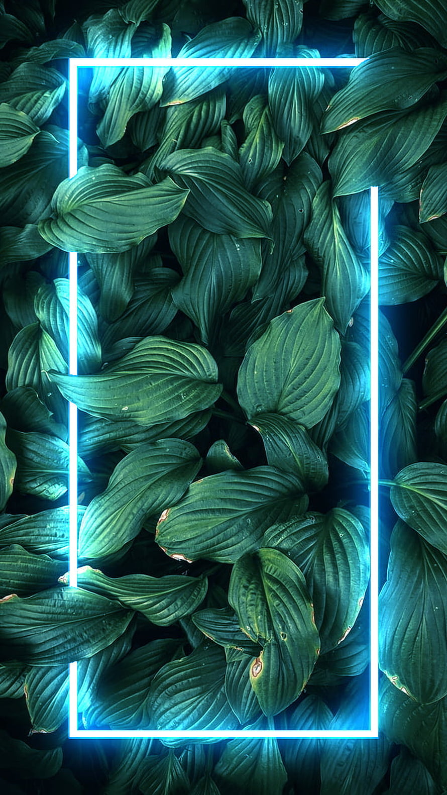 Electric Blue Neon Frame Over Lush Green Hosta Leaves with Water Droplets HD phone wallpaper