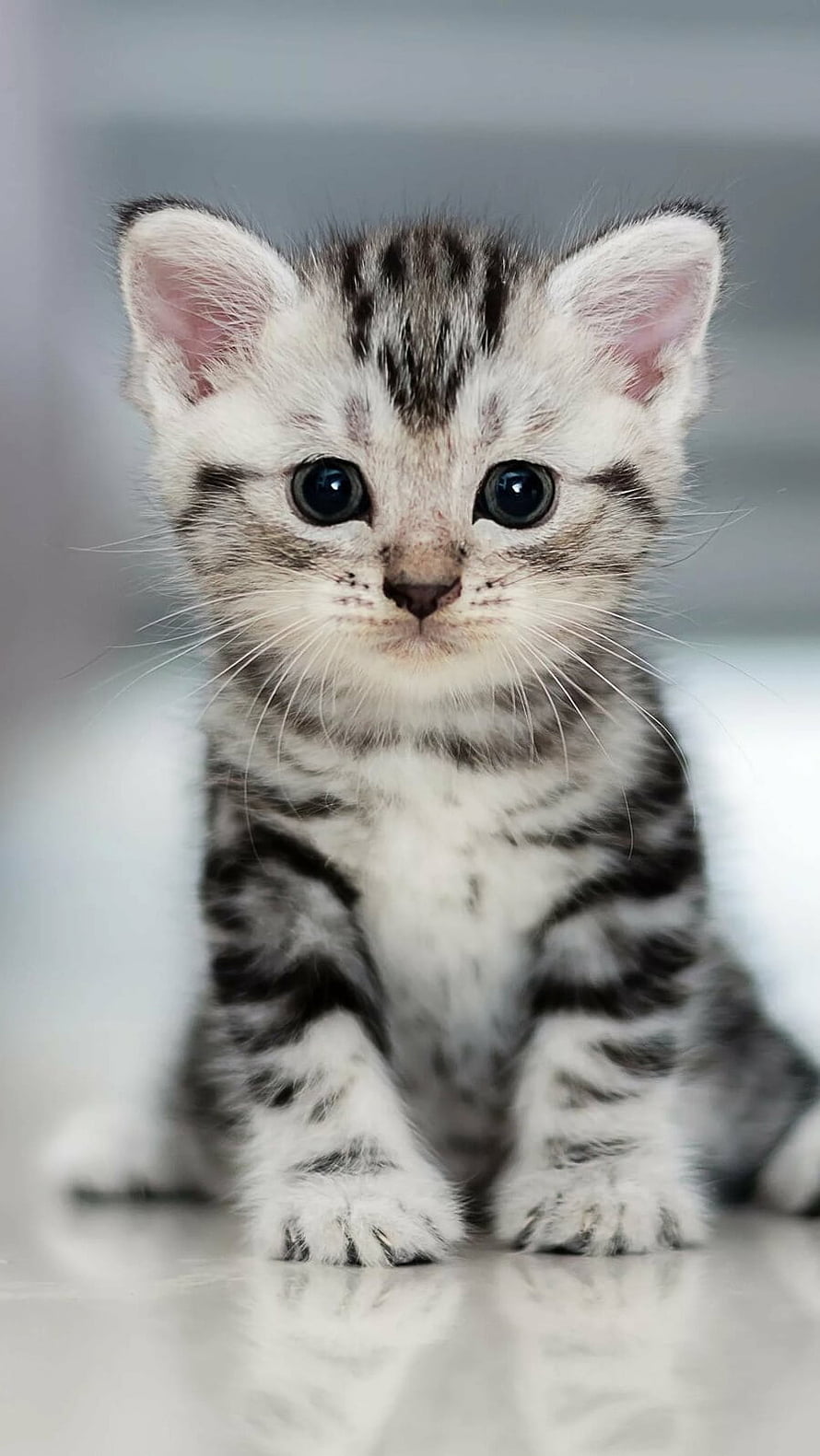 Adorable Silver Tabby Kitten with Big Blue Eyes Sitting on a Reflective Surface HD phone wallpaper