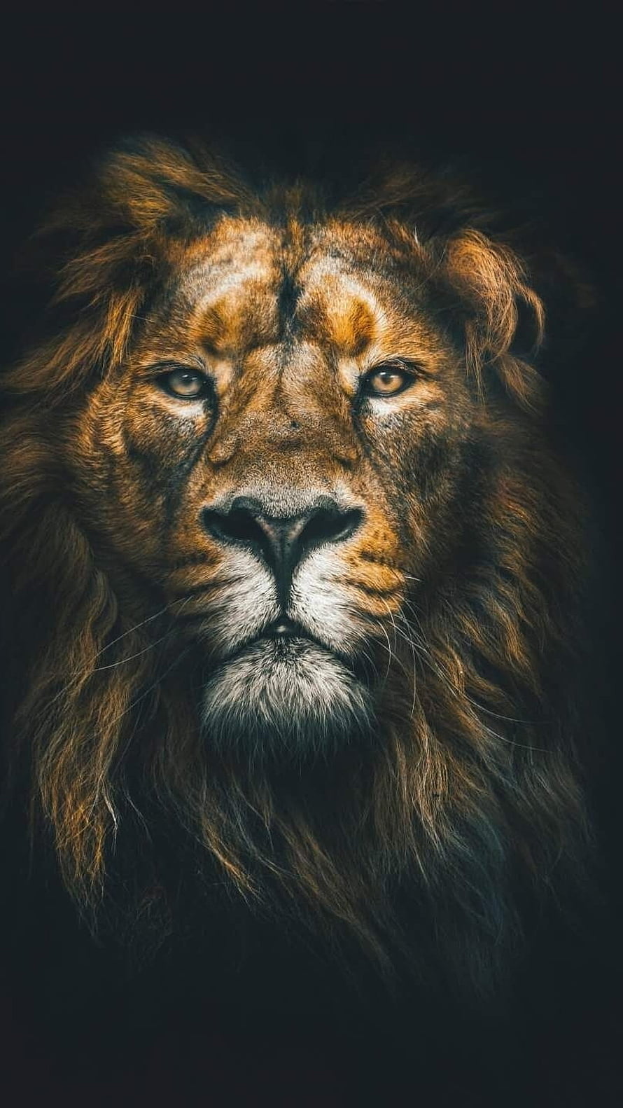 Majestic Male Lion Portrait With Intense Gaze And Dark Background HD phone wallpaper