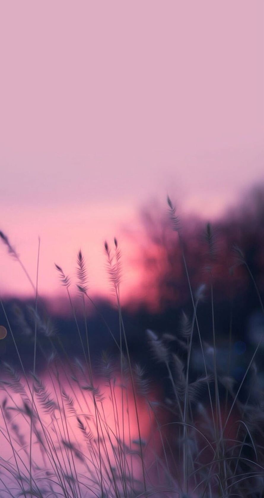 Pink Sunset Over Silhouetted Wild Grasses in a Misty Field HD phone wallpaper