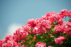 Vibrant Pink Rose Bush In Full Bloom Against A Clear Blue Sky HD wallpaper