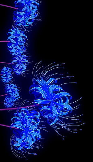 Glowing Blue Spider Lily Flowers on Black Background HD phone wallpaper