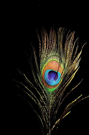 Vibrant Peacock Feather with Iridescent Eye Pattern on Black Background HD phone wallpaper