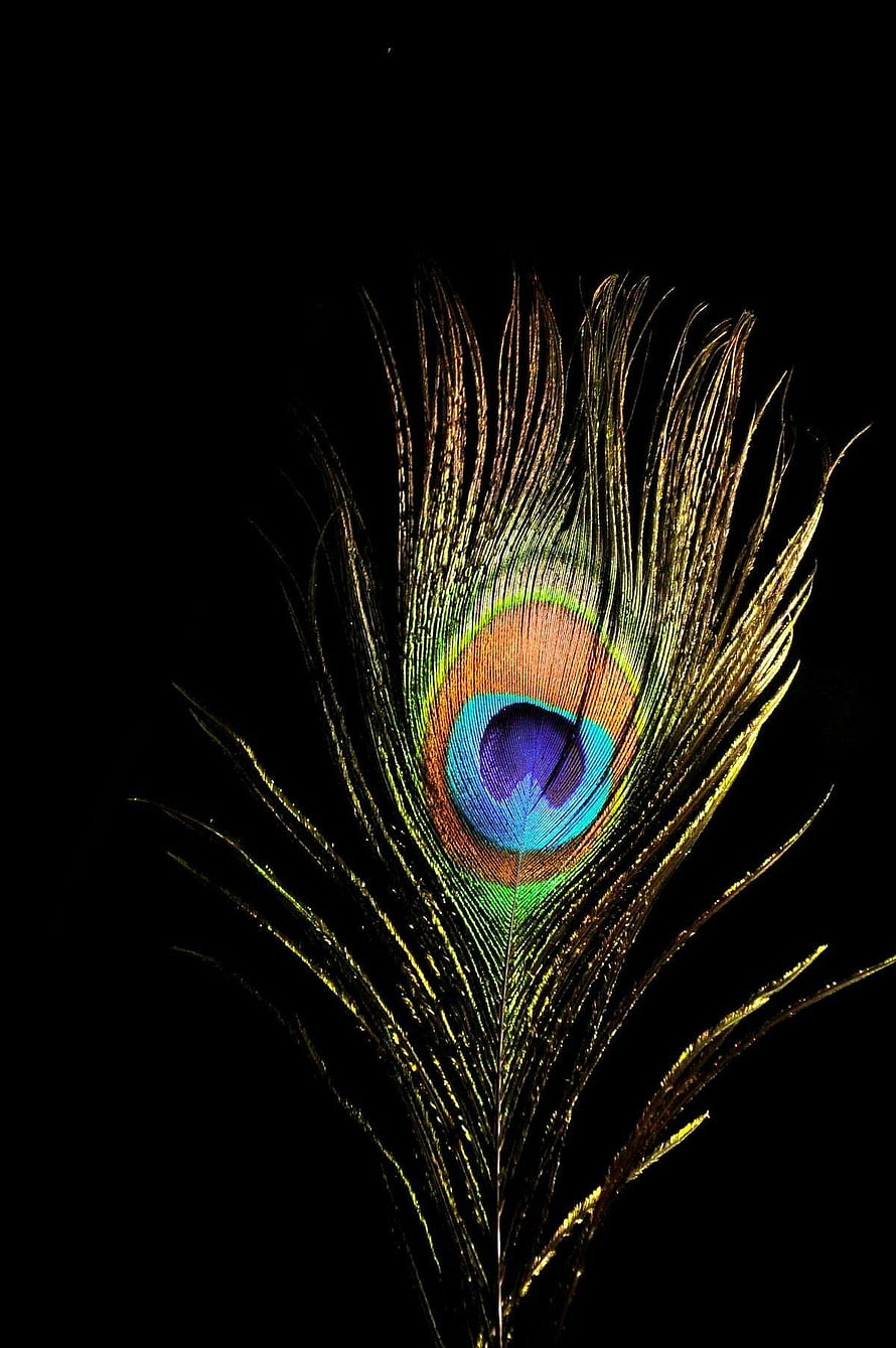 Vibrant Peacock Feather with Iridescent Eye Pattern on Black Background HD phone wallpaper