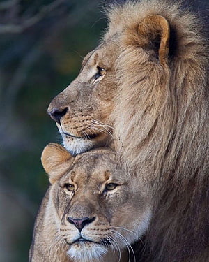 Intimate Portrait of a Male and Female Lion in the Wild HD phone wallpaper