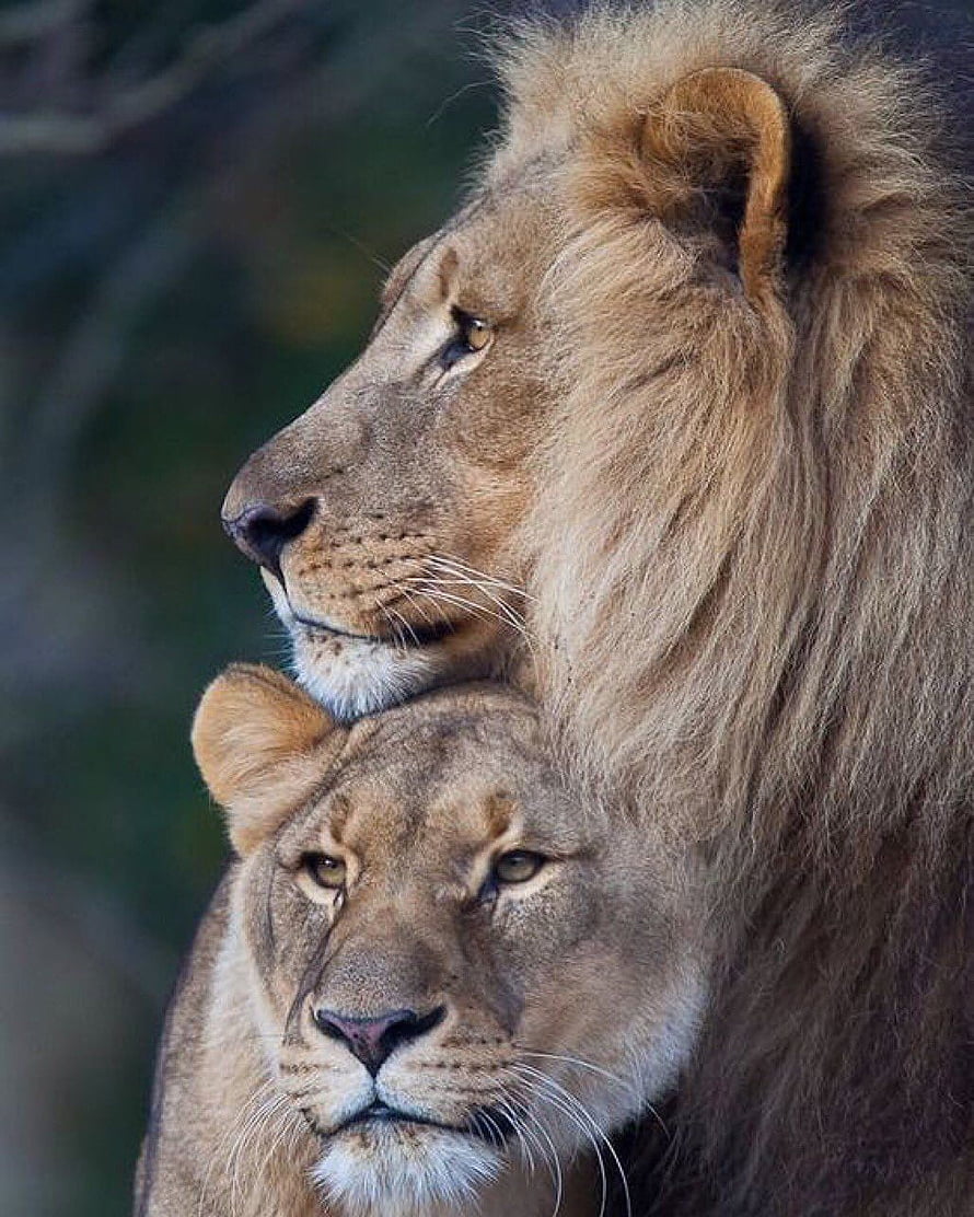 Intimate Portrait of a Male and Female Lion in the Wild HD phone wallpaper