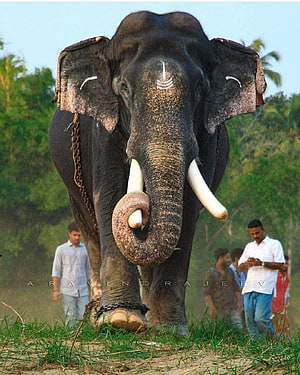 Majestic Asian Elephant With Long Tusks Walking Through Grassy Field In Kerala HD phone wallpaper