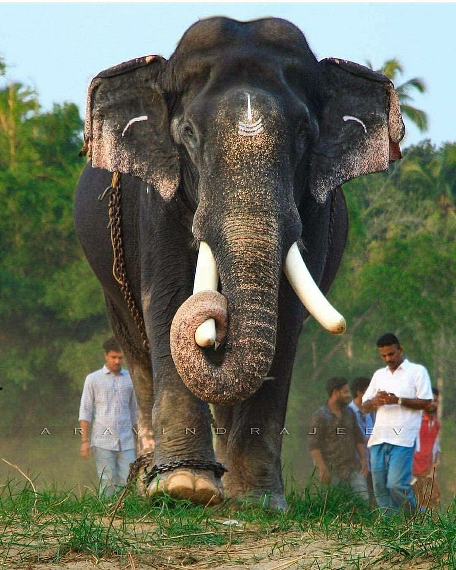 Majestic Asian Elephant With Long Tusks Walking Through Grassy Field In Kerala HD phone wallpaper