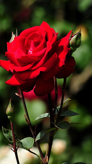 Vibrant Red Rose Bloom with Buds Against a Soft Green Garden Background HD phone wallpaper