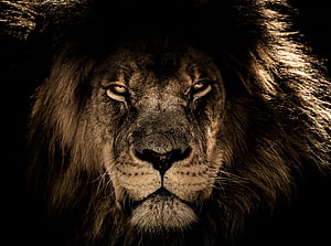 Majestic Male Lion Portrait With Intense Gaze And Full Mane HD wallpaper