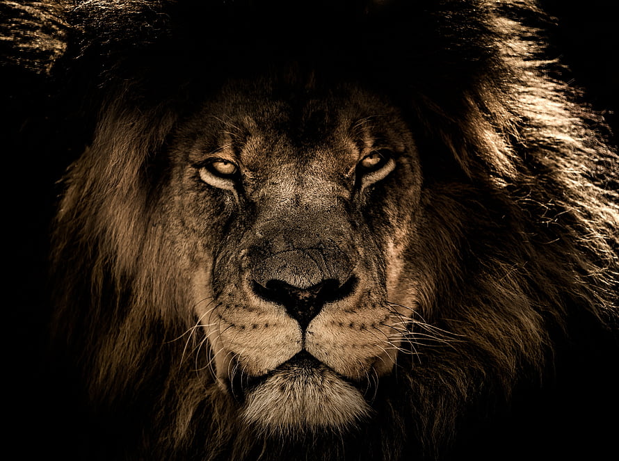 Majestic Male Lion Portrait With Intense Gaze And Full Mane HD wallpaper