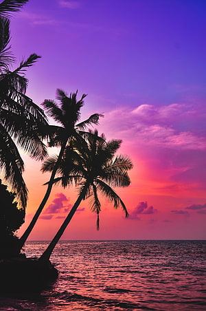 Tropical Sunset Silhouette with Palm Trees and Vibrant Purple Sky HD phone wallpaper