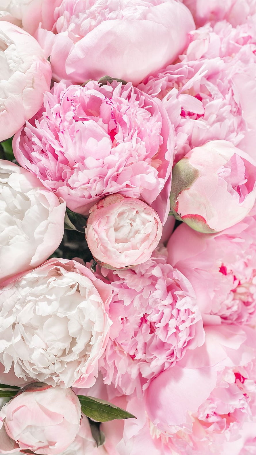 Soft Pink and White Peony Blooms in a Lush Floral Arrangement HD phone wallpaper