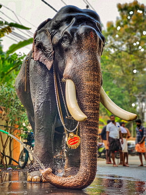 Pambadi Rajan, the famous Indian elephant with long tusks and ceremonial ornaments in Kerala HD phone wallpaper