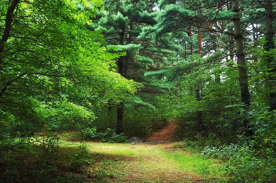 Serene Forest Trail Surrounded by Lush Green Trees and Pine Branches HD wallpaper