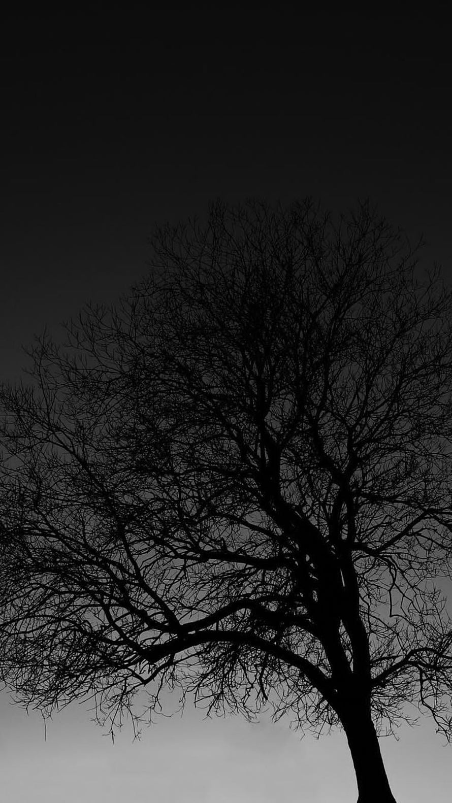 Bare Tree Silhouette Against a Moody Gradient Sky in Black and White HD phone wallpaper