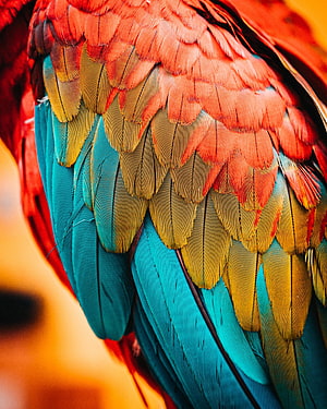 Vibrant Macaw Wing Feathers in Red, Blue, and Gold Close-Up Detail HD phone wallpaper