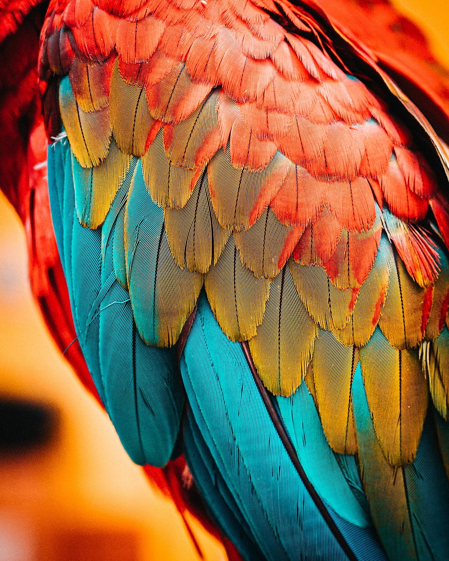 Vibrant Macaw Wing Feathers in Red, Blue, and Gold Close-Up Detail HD phone wallpaper