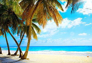 Tropical Paradise Beach With Leaning Palm Trees And Turquoise Ocean Water HD wallpaper