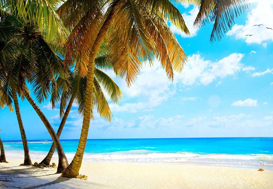 Tropical Paradise Beach With Leaning Palm Trees And Turquoise Ocean Water HD wallpaper