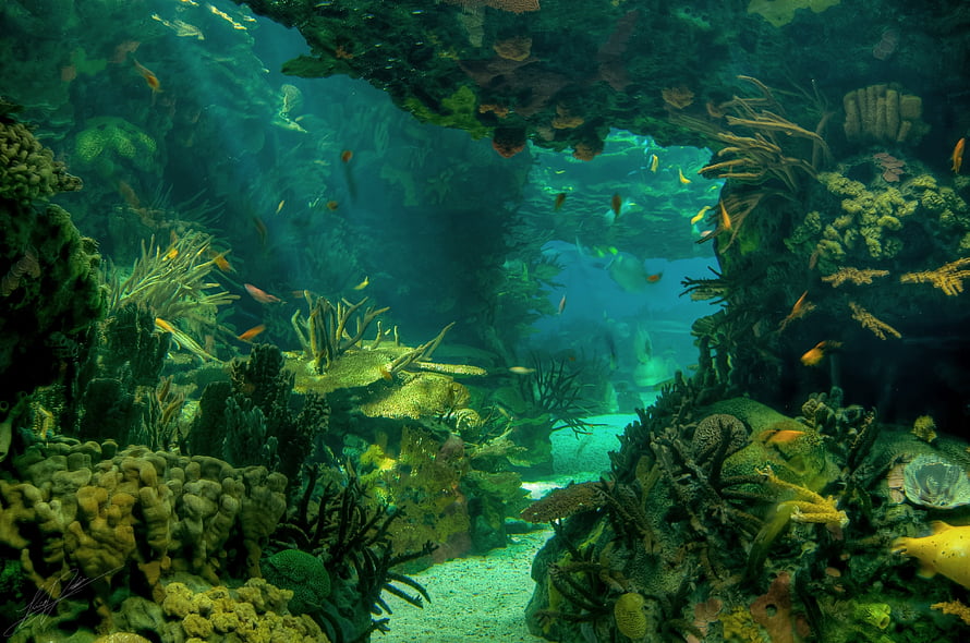 Vibrant Underwater Coral Reef Scene With Colorful Fish And Marine Life HD wallpaper