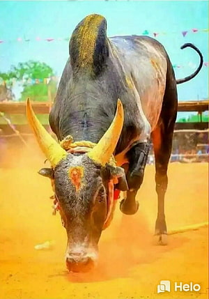 Jallikattu Bull Charging Forward in Dusty Arena HD phone wallpaper