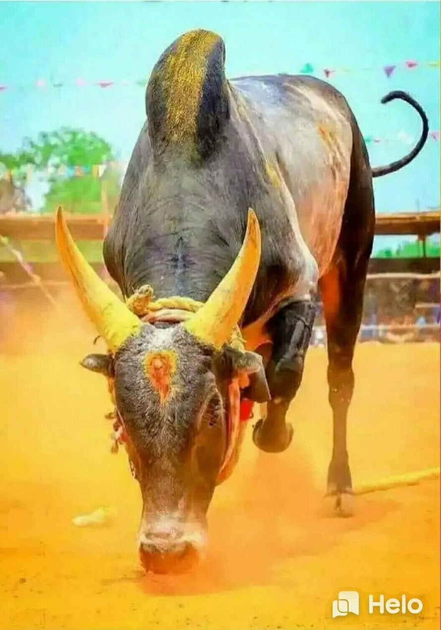 Jallikattu Bull Charging Forward in Dusty Arena HD phone wallpaper