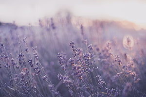 Dreamy Lavender Field at Golden Hour with Soft Bokeh and Warm Sunlight HD wallpaper