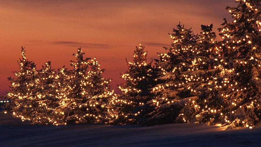 Snow-covered evergreen trees illuminated with warm white lights against a vibrant orange winter sunset sky HD wallpaper