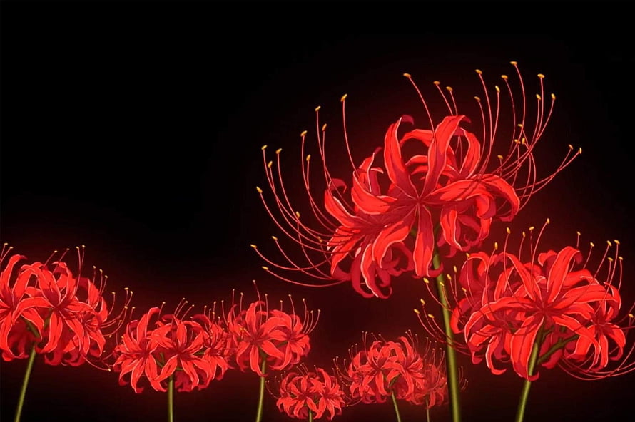 Vibrant Red Spider Lilies Against Dark Background HD wallpaper