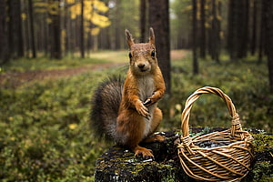 Red Squirrel Standing on Mossy Log with Wicker Basket in Autumn Forest HD wallpaper